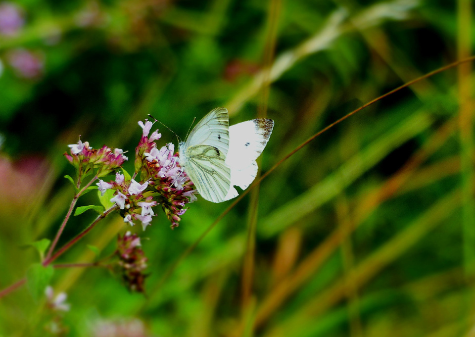 White butterfly on a pink flower | spishy | Blipfoto