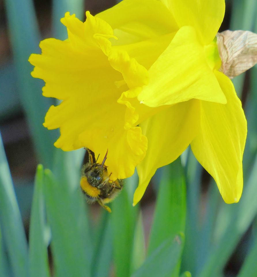 The bee and the daffodil spishy Blipfoto