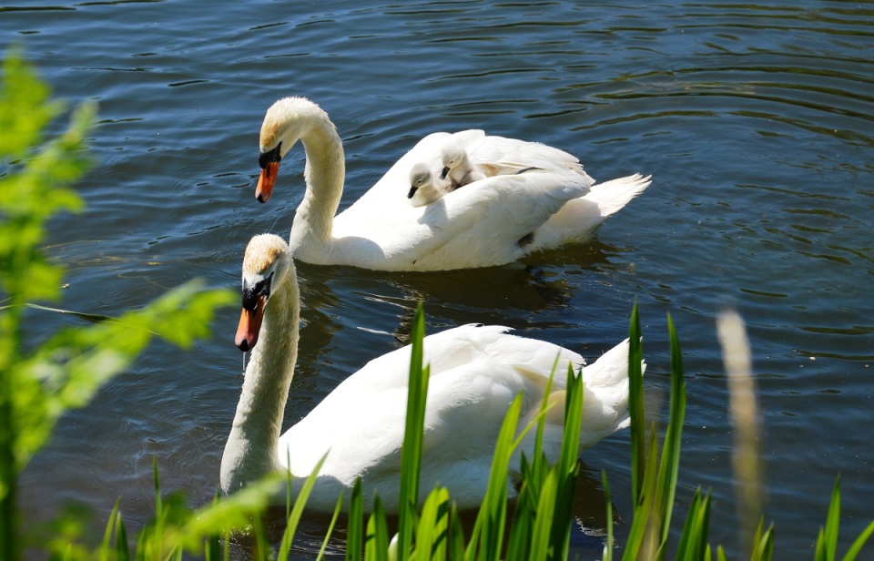 Happy Swan Family enjoying the swming time! | lucia13 | Blipfoto