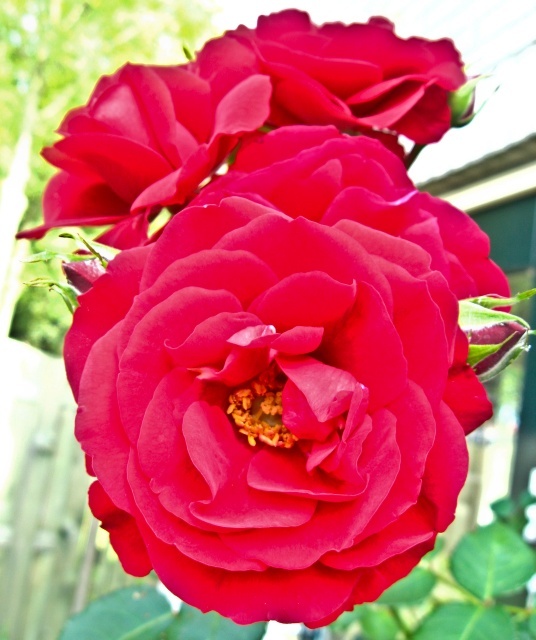 Rose | gn | Blipfoto Rose | gn