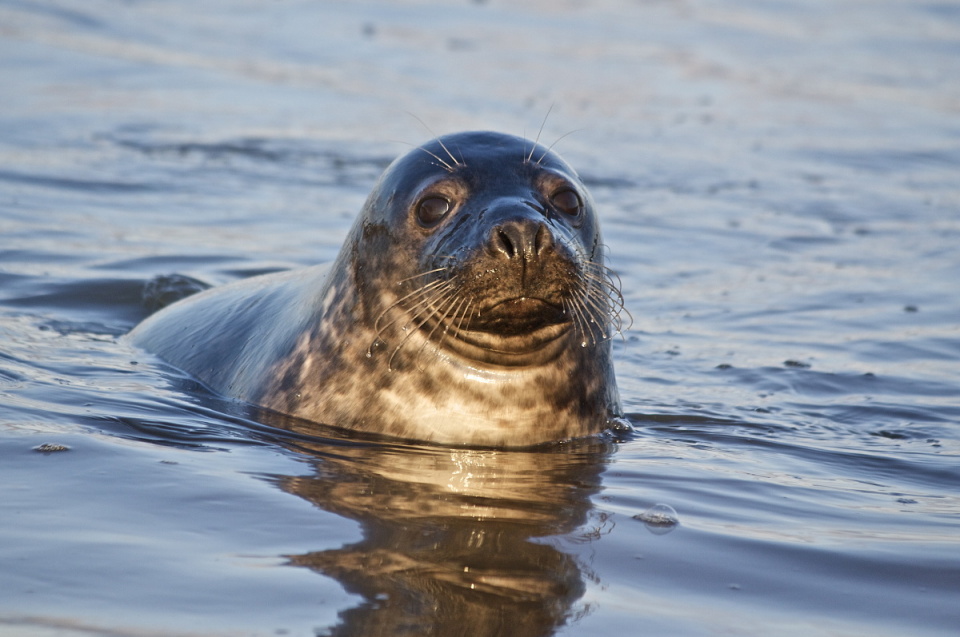 newburgh-beach-seals-again-mrski1-blipfoto