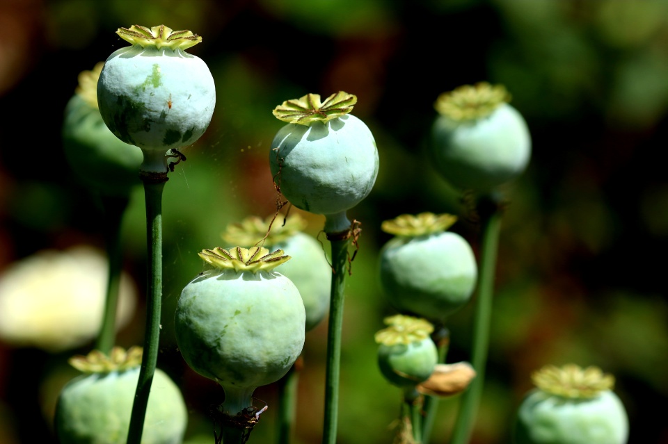 Poppy Seed Heads Spishy Blipfoto