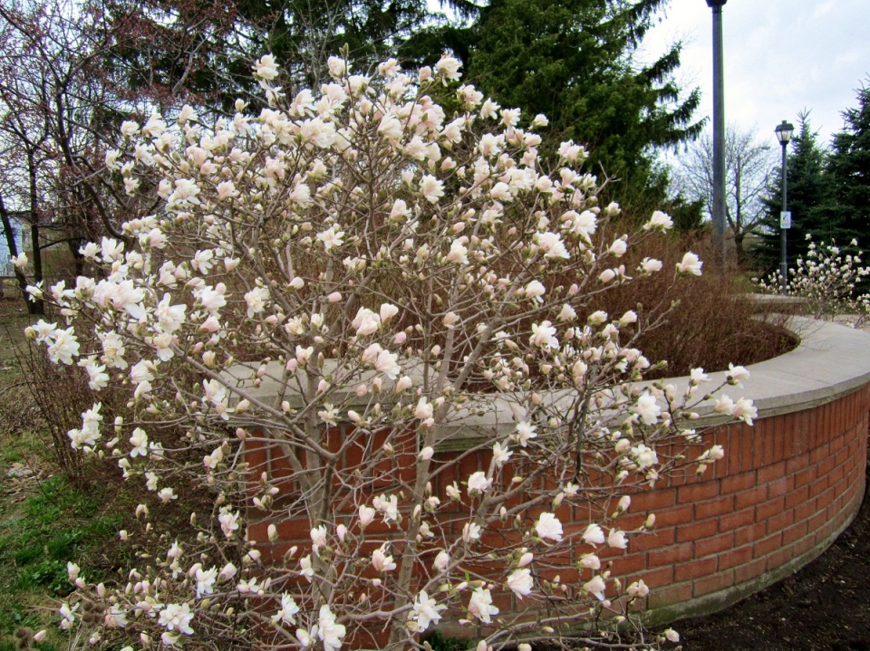 trees flowering in March KevinV Blipfoto