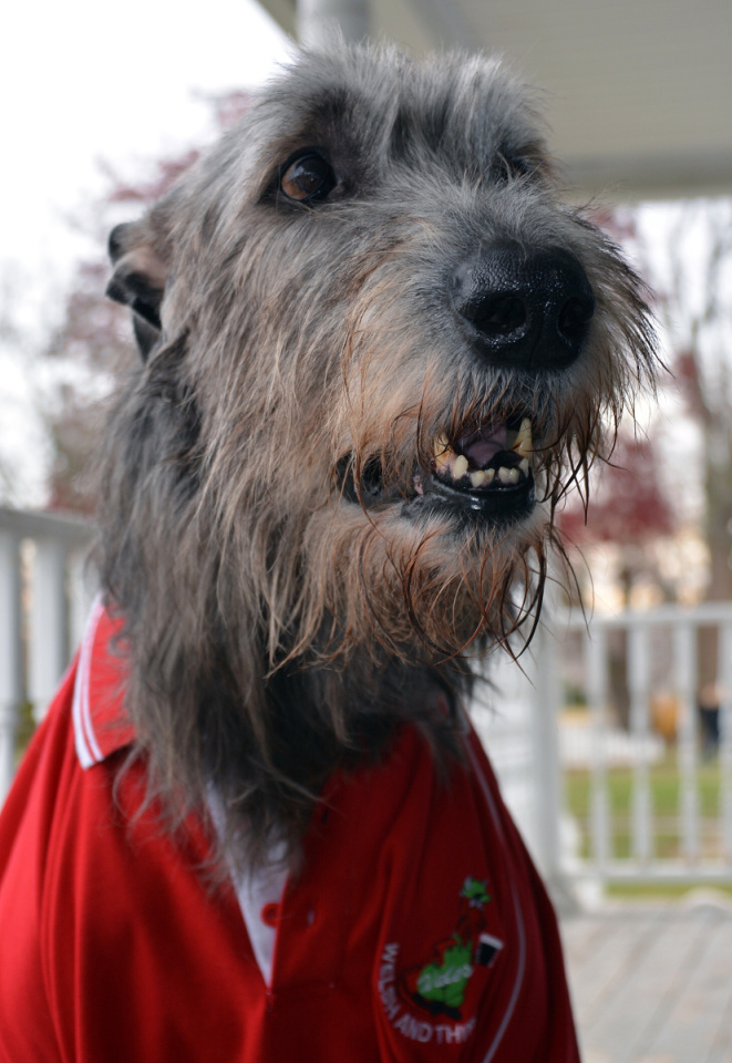 The Incredibly Rare Welsh Wolfhound Kelso Blipfoto 