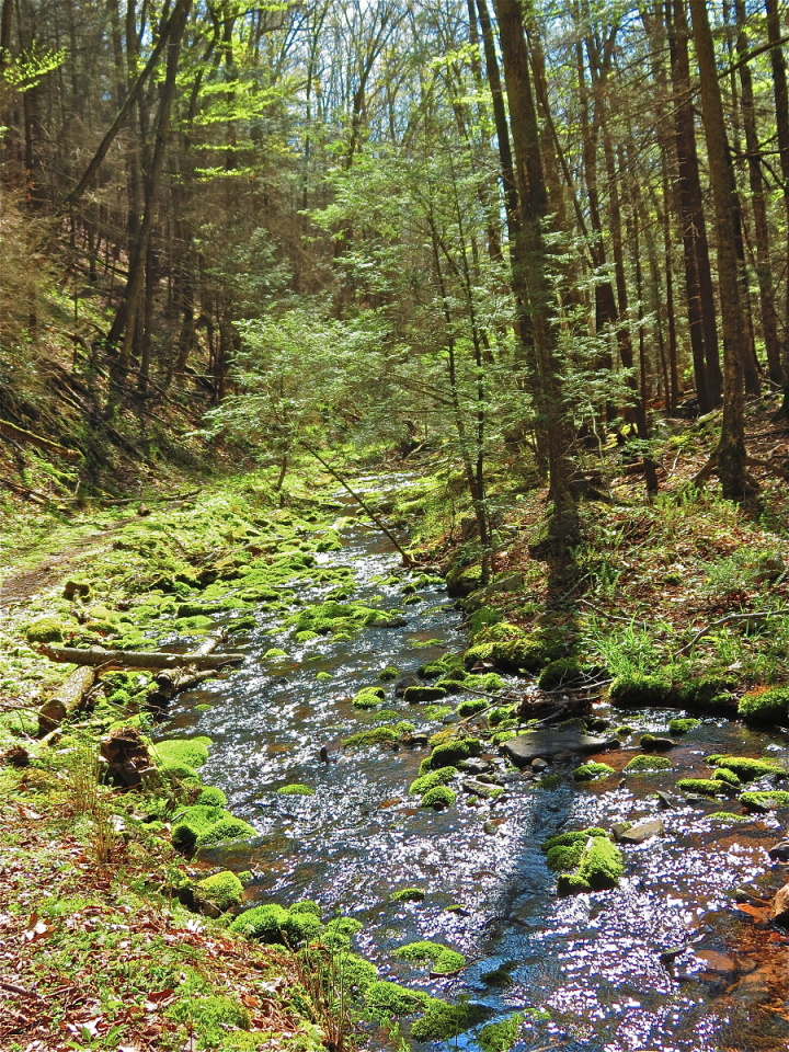 Pennsylvania Woods and Waters, Late April GirlWithACamera Blipfoto
