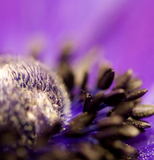 Hairy flower | Barking | Blipfoto