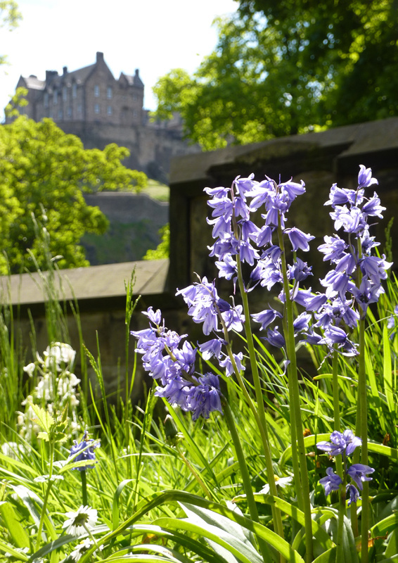'Back lads, they're using Scottish Bluebells' Jon_Davey Blipfoto
