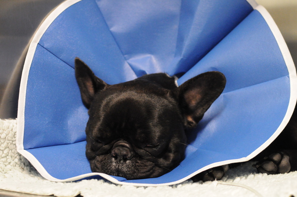 French store bulldog cone