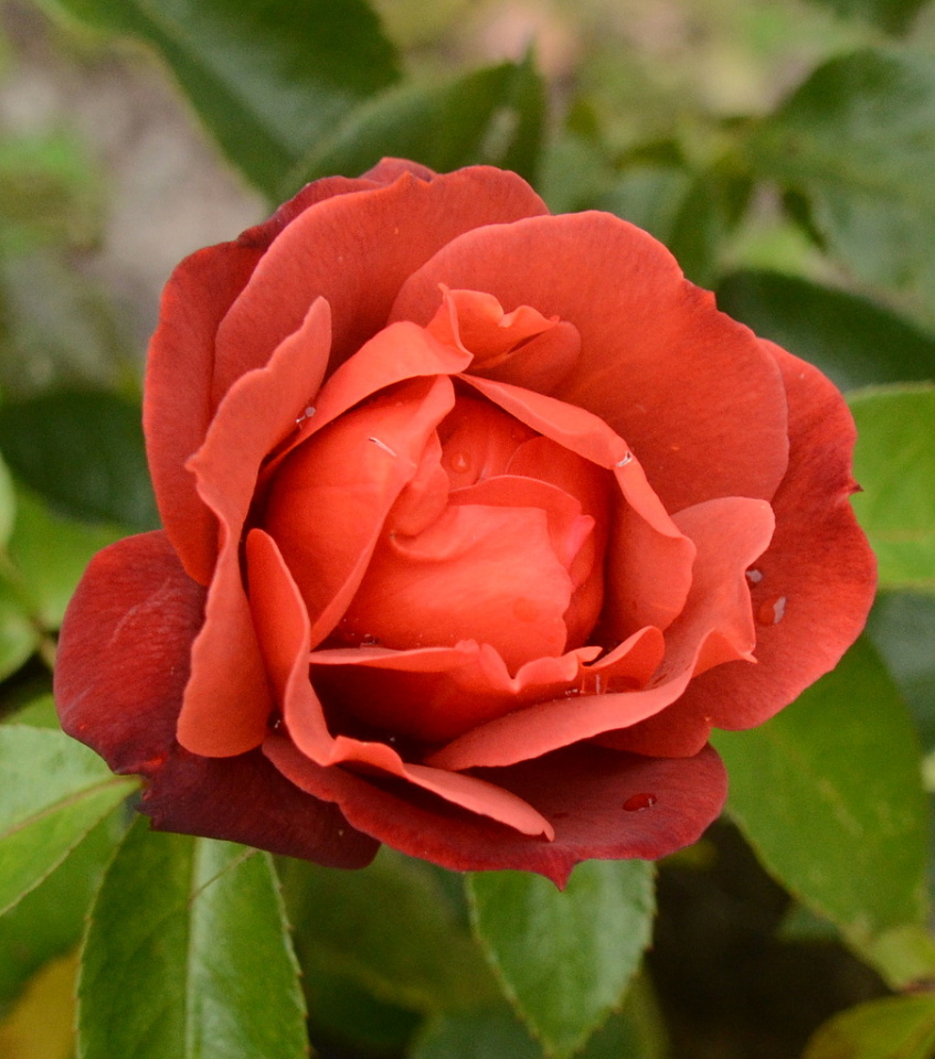 My Hot Chocolate rose is... chrisA Blipfoto