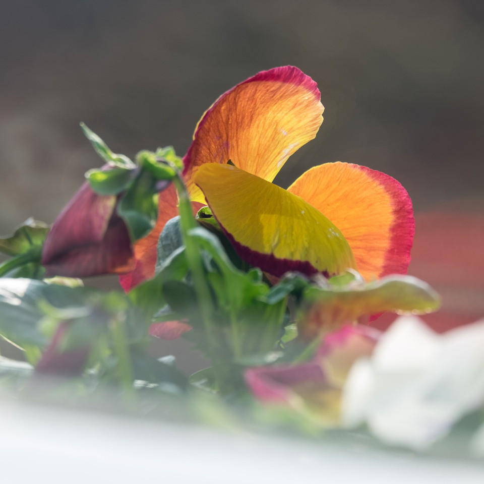 Pansy petals spannarama Blipfoto