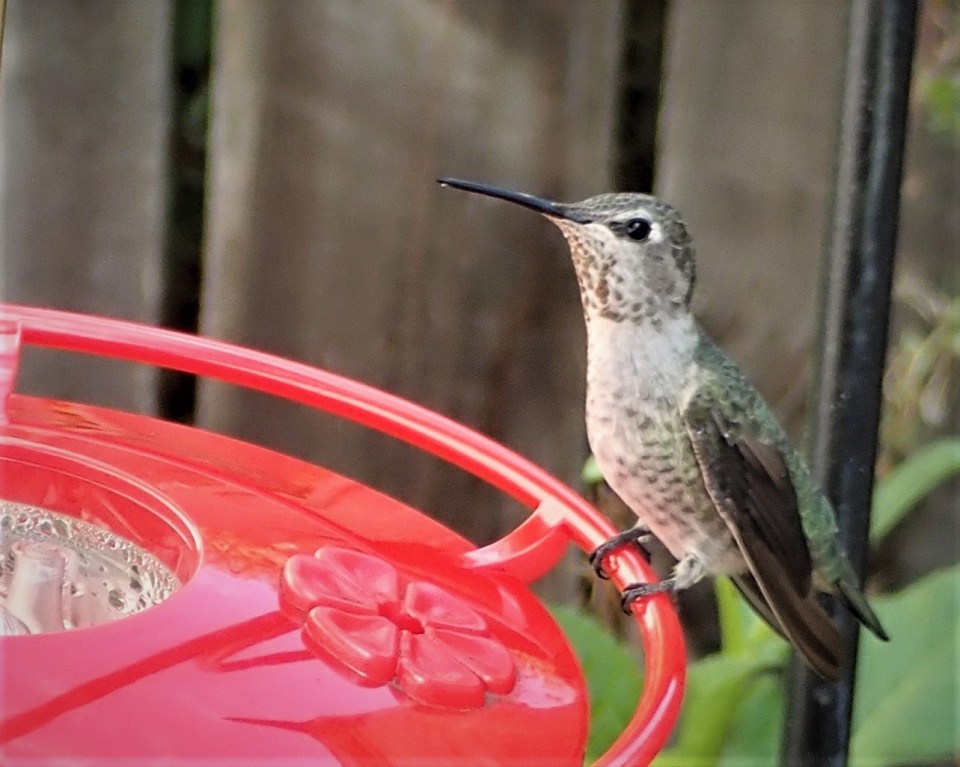 Anna's Hummingbird Remotely RonaldBerry Blipfoto