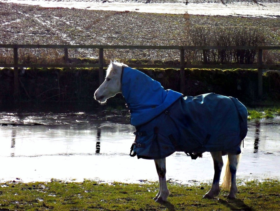 Wee horse Skyegirl Blipfoto