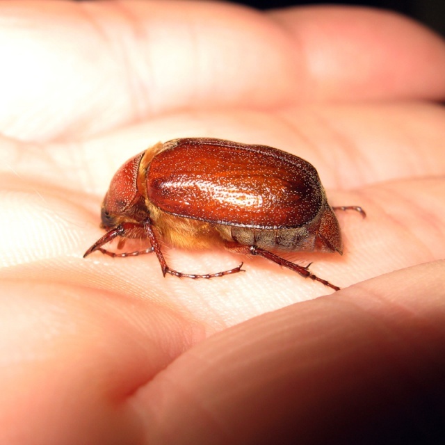 Christmas Beetle myangle Blipfoto