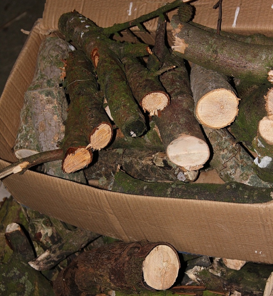 Windfall wood rxpell Blipfoto