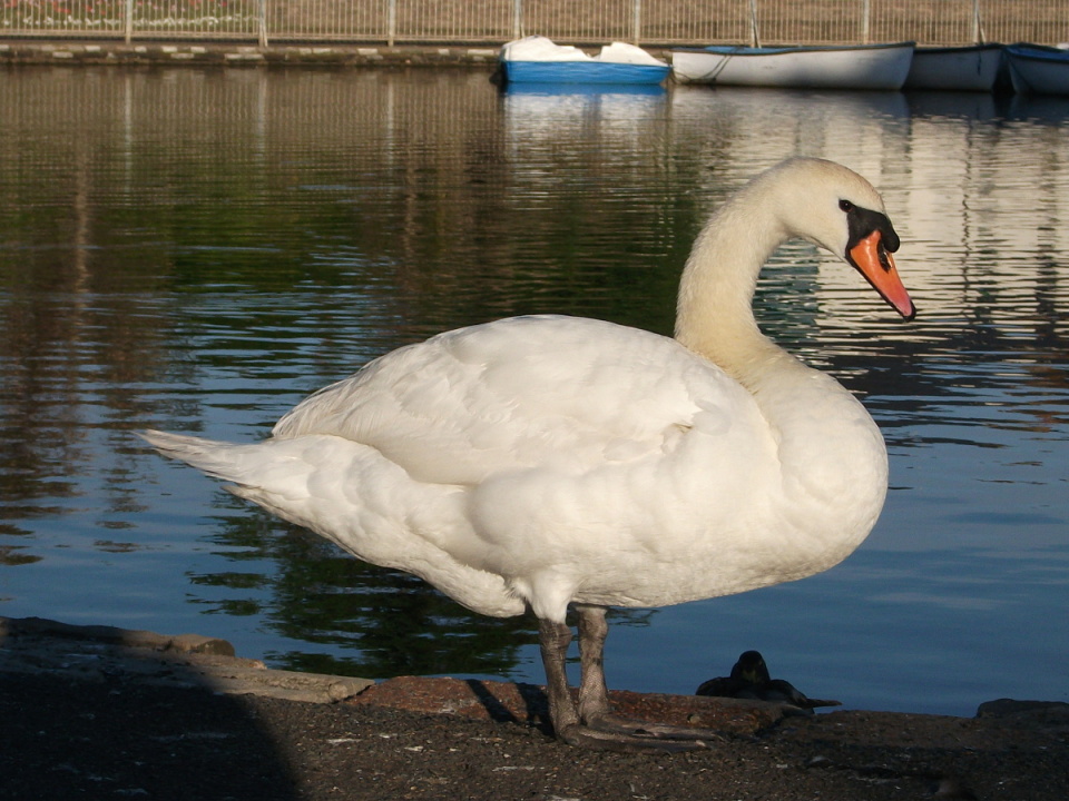 swan | suzy | Blipfoto swan | suzy