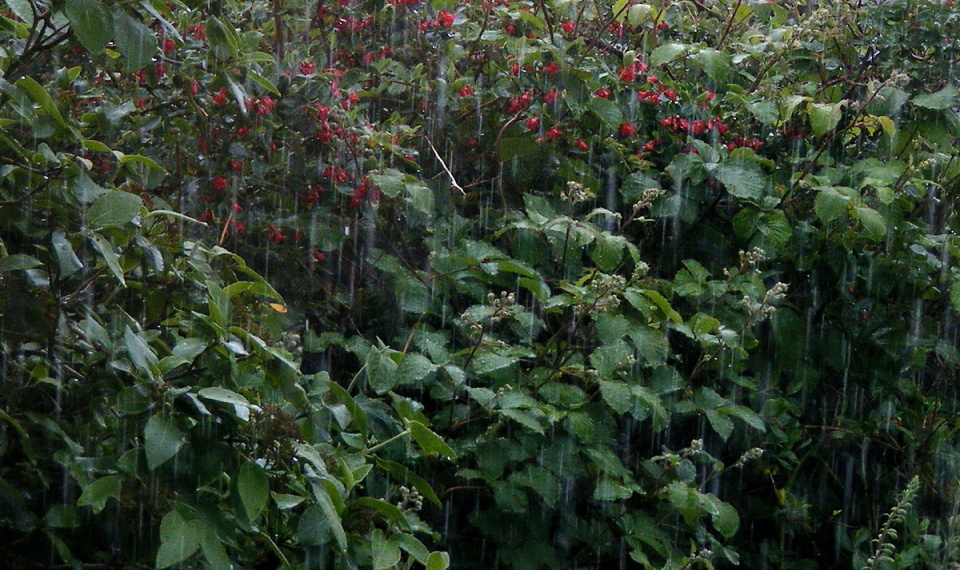 Raining Stair Rods Baron Blipfoto