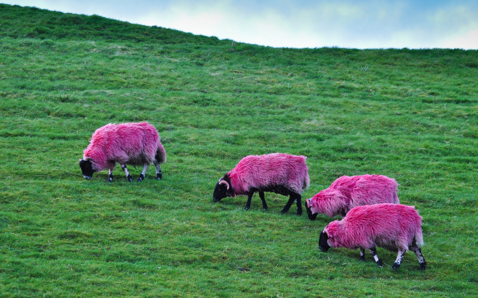 Pink Sheep! vik Blipfoto