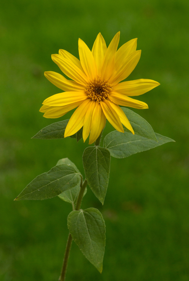 Baby sunflower | davidc | Blipfoto