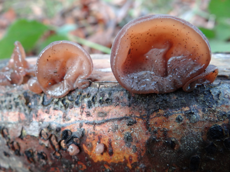 Jelly ear fungus | Kniphofia | Blipfoto