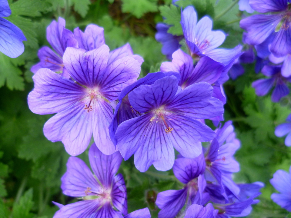 Meadow Cranesbill- weed or garden plant? | cosmosellie | Blipfoto