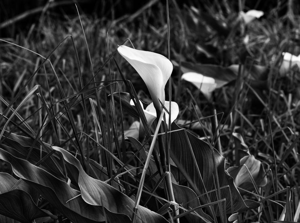 Wild White Lilies | DonnaWanna | Blipfoto