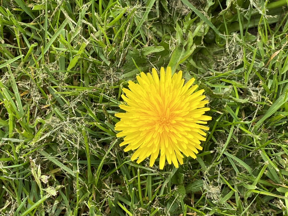 pee-the-bed-dandelion-ladyfindhorn-blipfoto