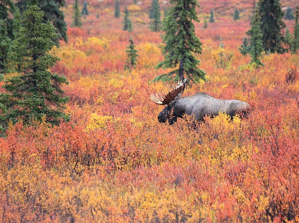 Moose in Autumn | seniormoments | Blipfoto