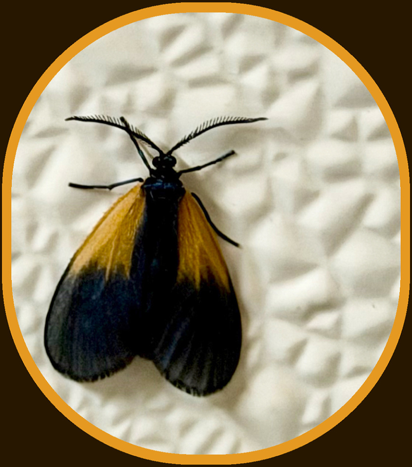 Orange-Patched Smoky Moth | Grammy | Blipfoto