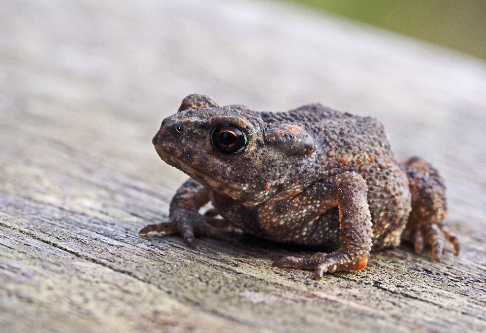 Baby common toad | Crispin25 | Blipfoto