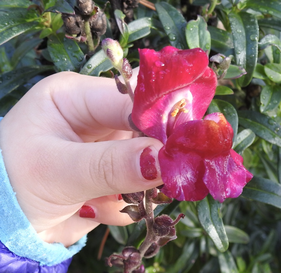 snapdragon leyh snapdragon leyh