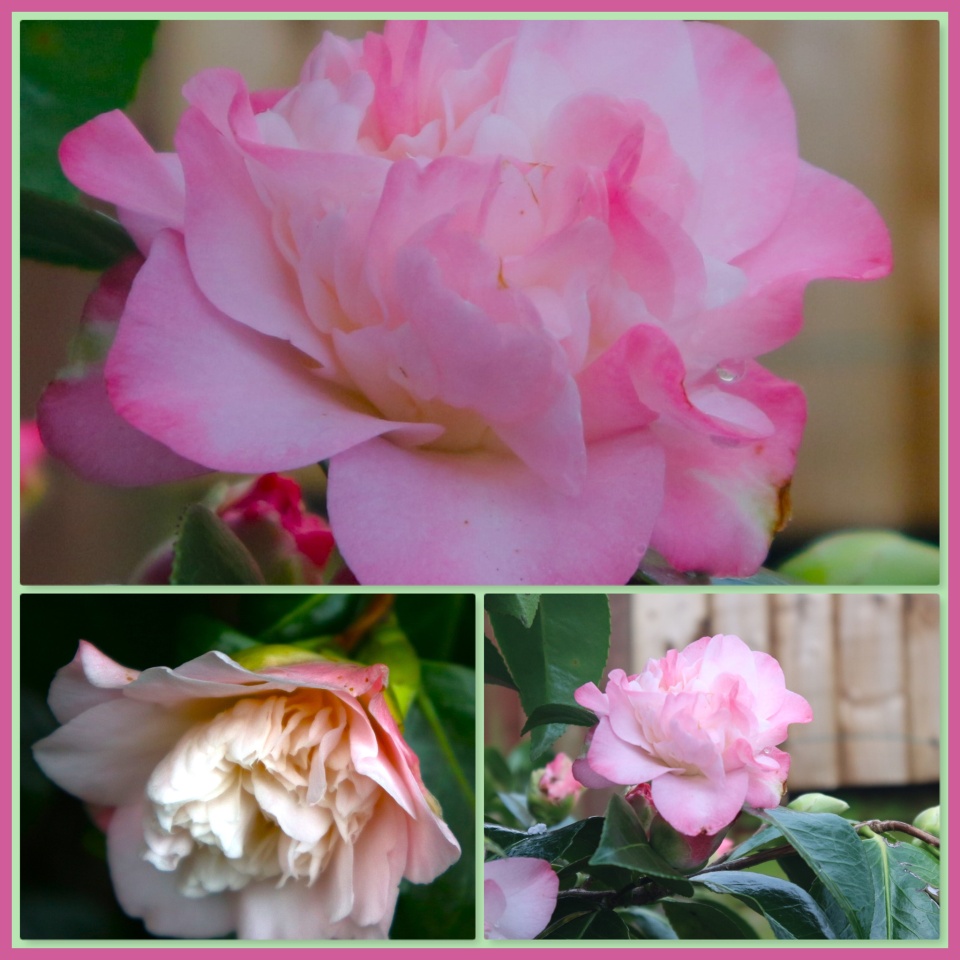 Flower Friday - Camelia Collage. | craftylady | Blipfoto