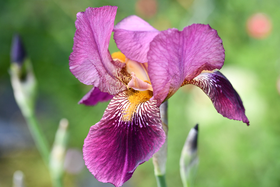 Iris | koko | Blipfoto
