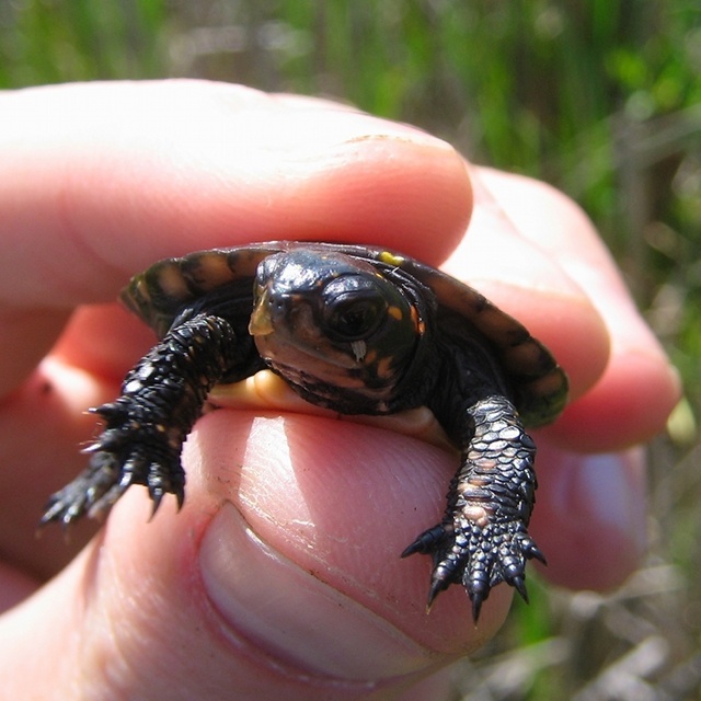 awww, baby spotted turtles | josh | Blipfoto