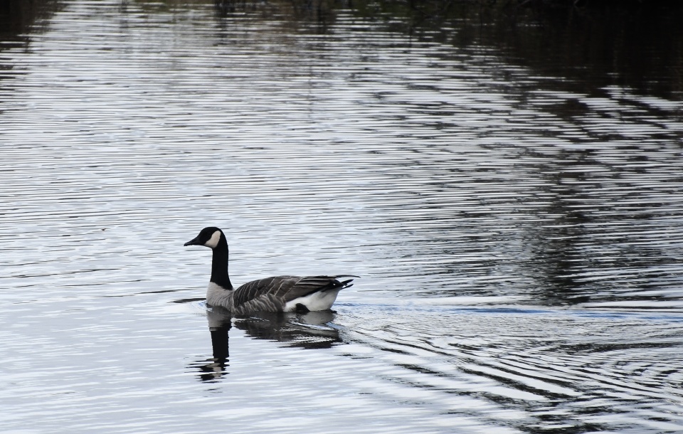 Loose Goose | Legacy | Blipfoto