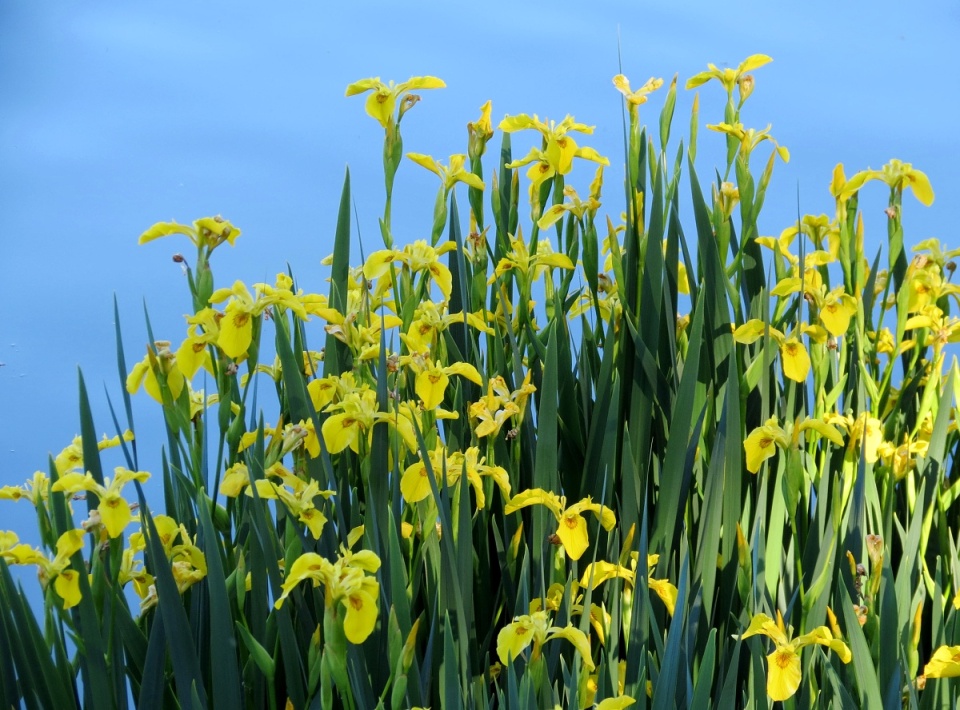 flowering reeds KevinV Blipfoto