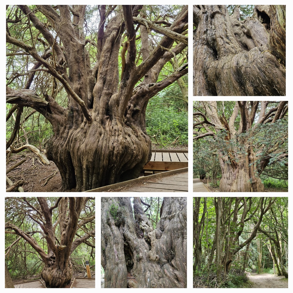 Ancient Yews | pandcjane | Blipfoto