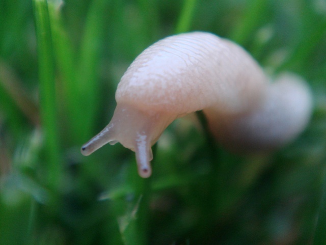 Albino slug? | smithski | Blipfoto