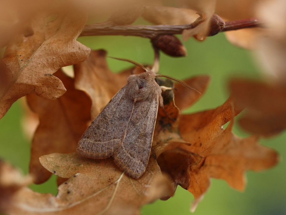 Common quaker moth | uniqueandlovely | Blipfoto