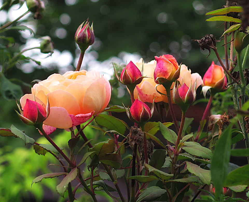 September roses | inkface | Blipfoto