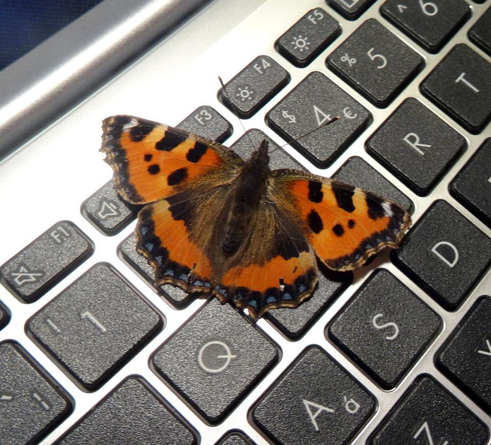 Keyboard Tortoiseshell | sheilwill | Blipfoto