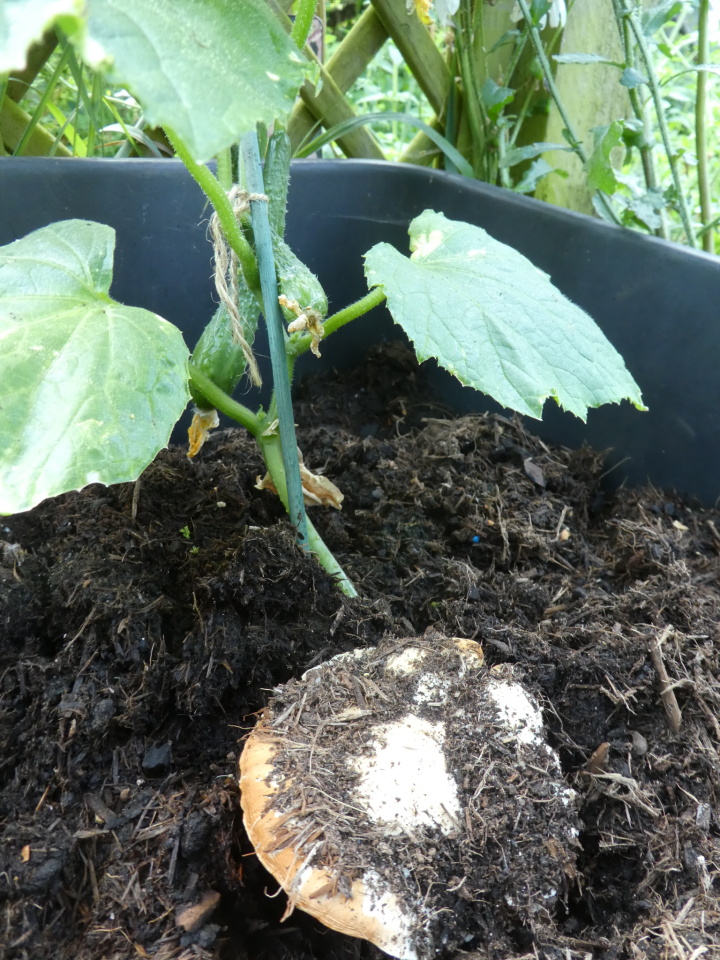 Cucumbers and mushroom NatureWatcher Blipfoto
