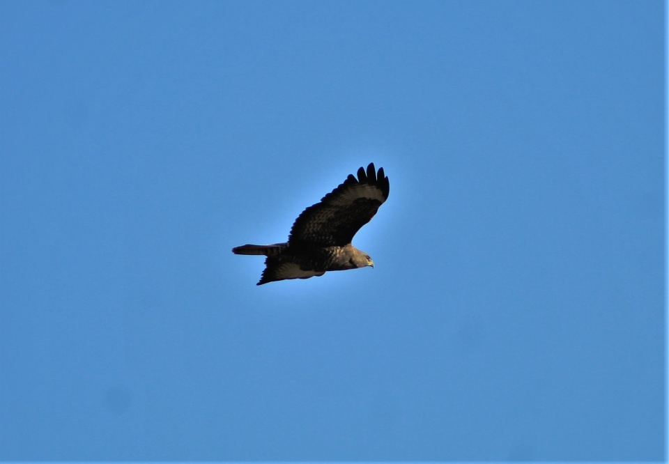 Buzzard | monkey | Blipfoto