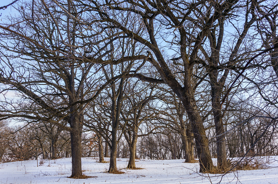 Burr Oaks Winter Morning MikeWest Blipfoto