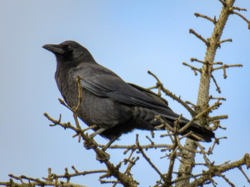 Noon Hour Crow 