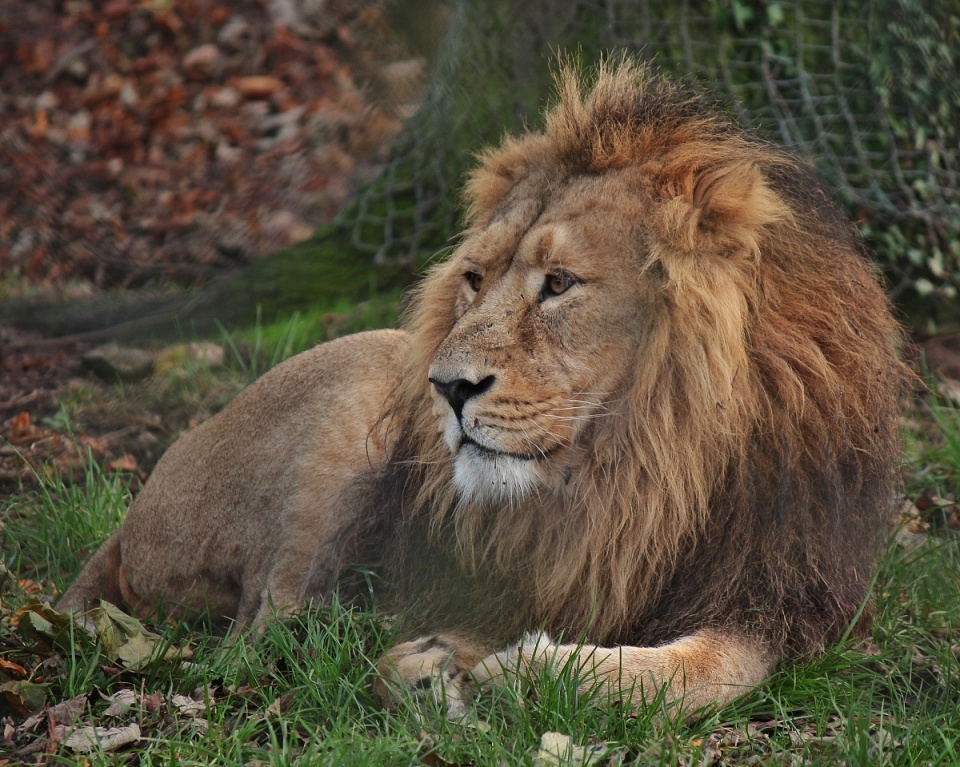 Parsley the Lion? Helwild Blipfoto