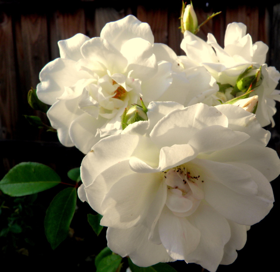 Evening Roses | Simplyamoment | Blipfoto