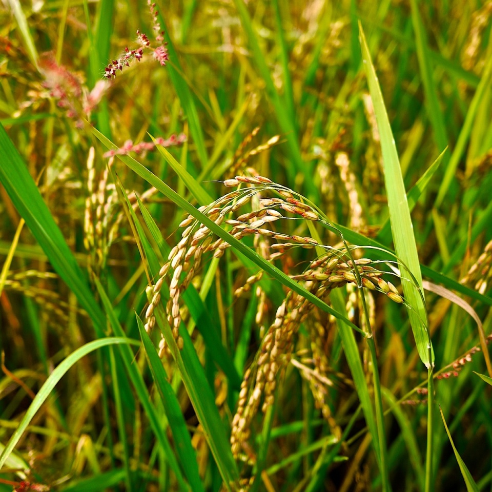 Carnaroli rice | silviasjournal | Blipfoto