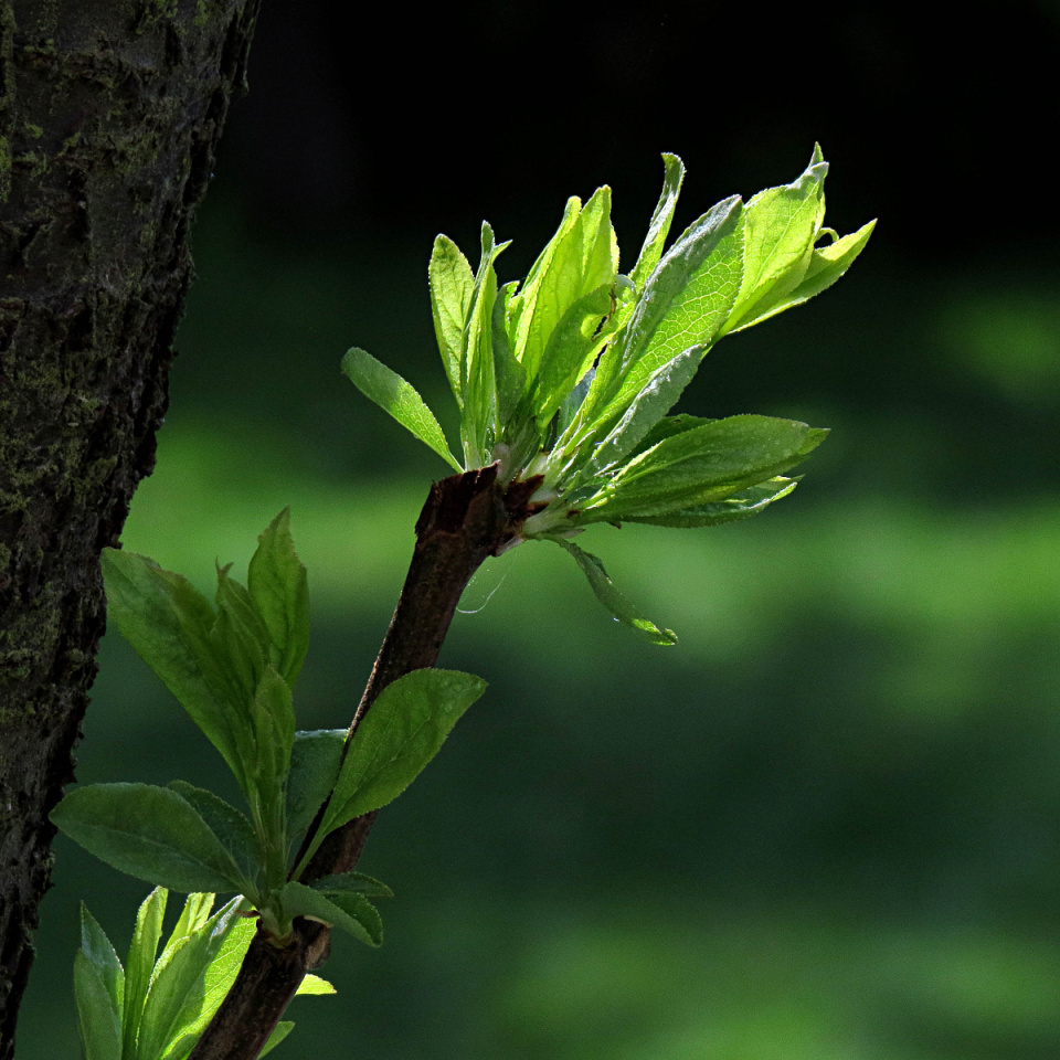 Plum Tree & Square September Miffy Blipfoto