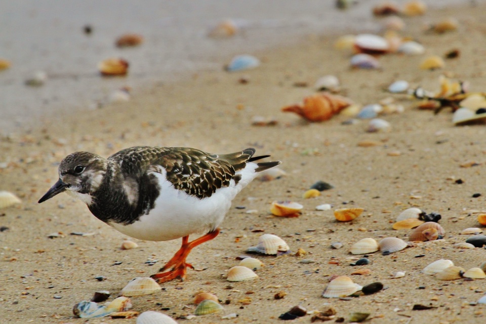 turn-turn-turn-the-birds-msquizzical-blipfoto