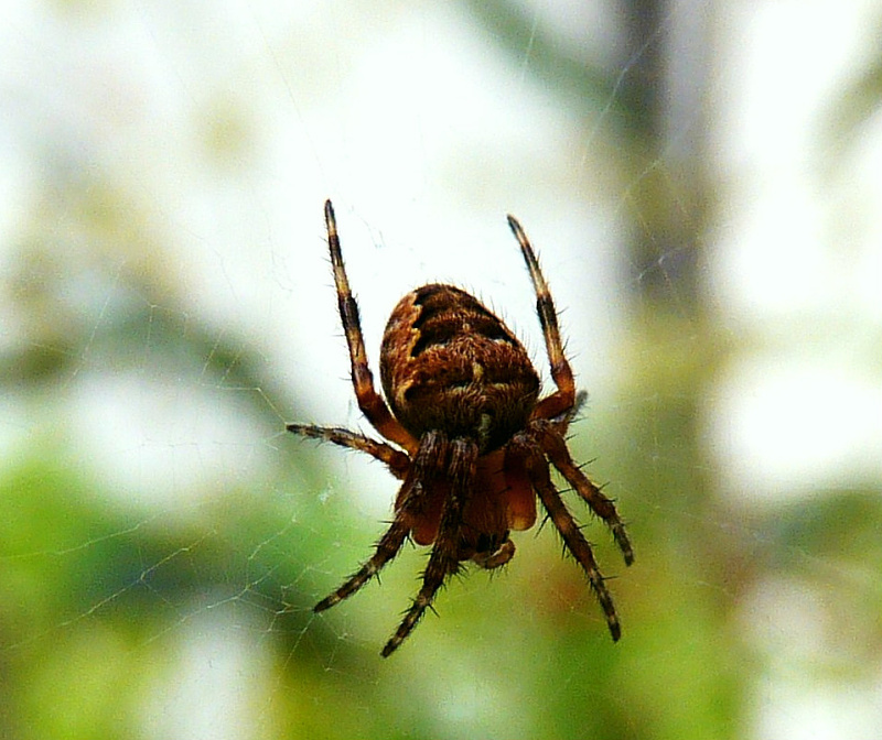 Garden spider on the olive tree spishy Blipfoto
